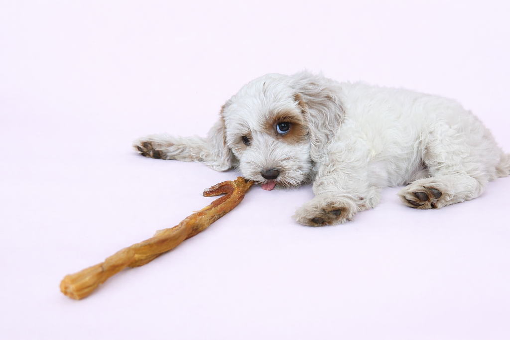 Scruffy Dog Scoops – Puppy Teething & Nipping Natural Dog Treat Bag
